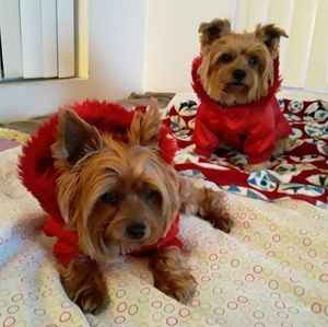 Small dog Xmas jackets .